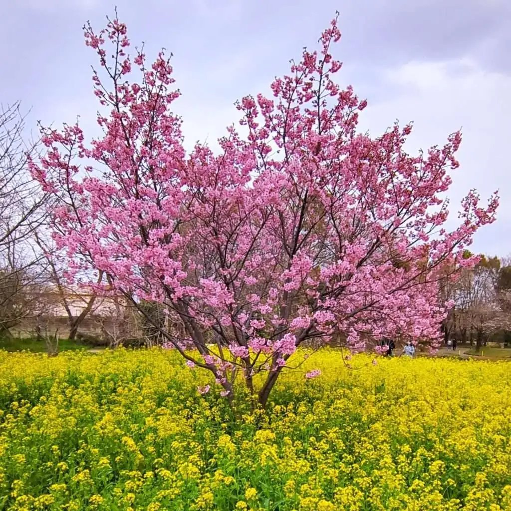 🌳 성산 공원(시로야마 코엔)